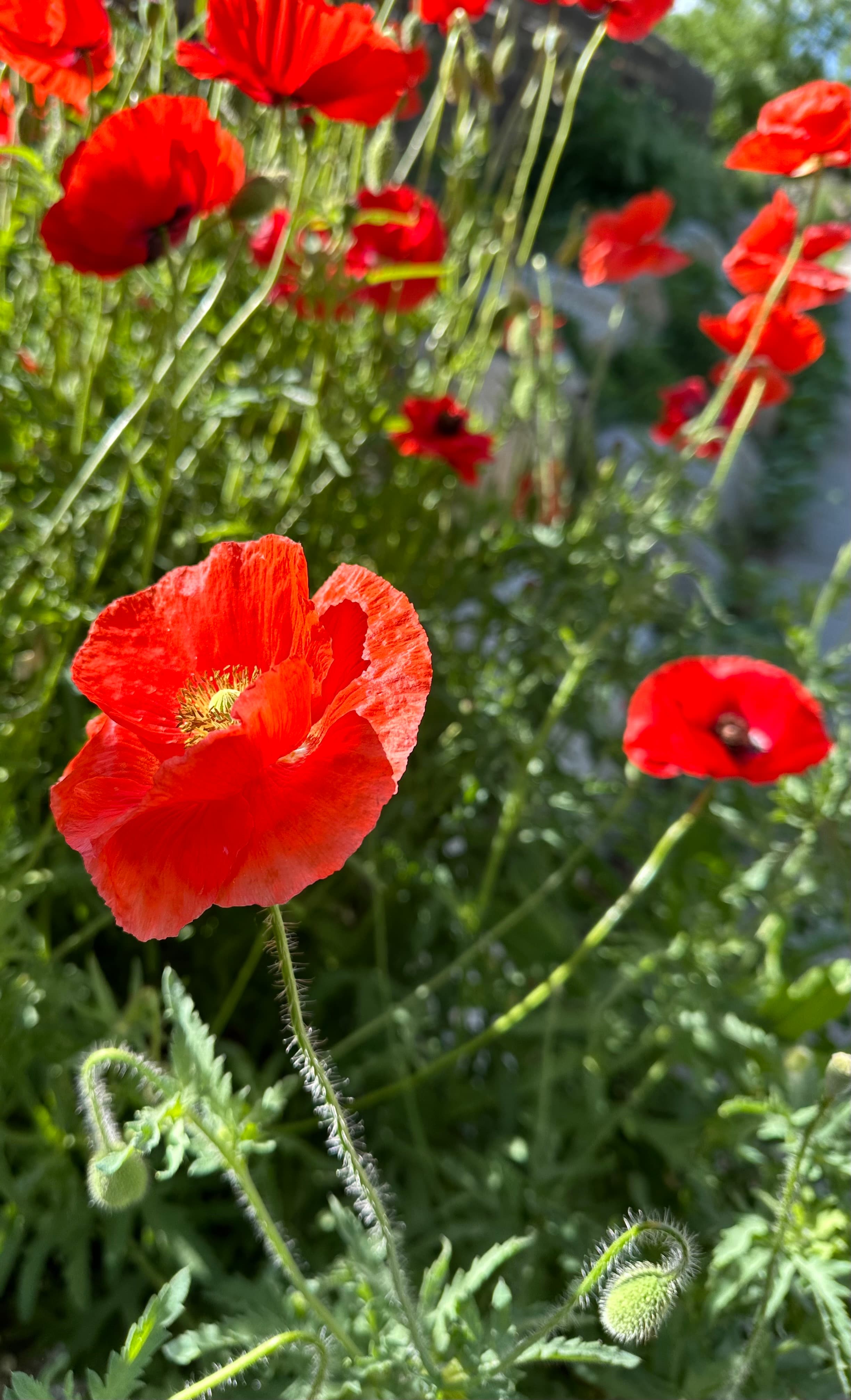 Poppies
