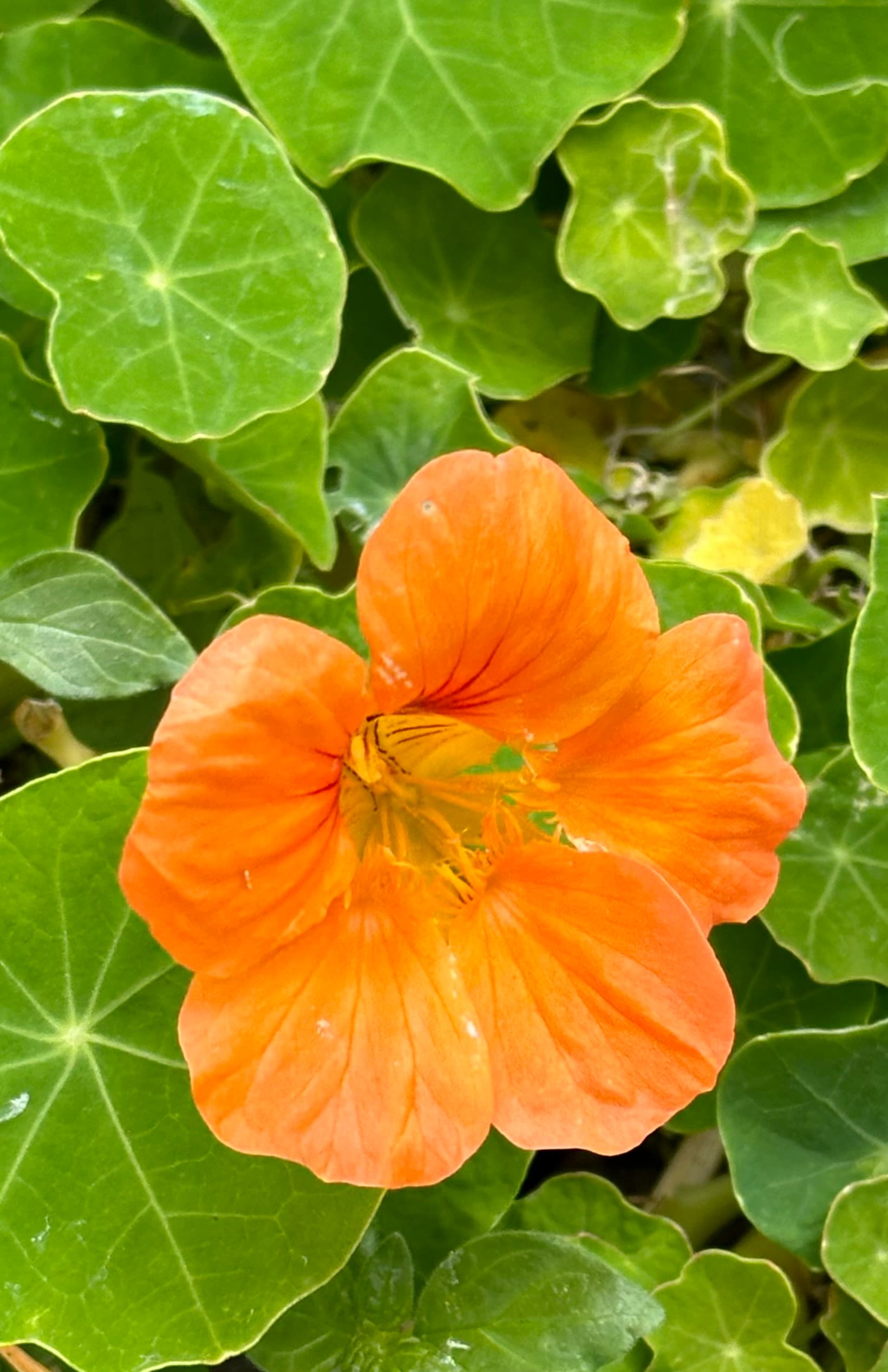 Nasturtium
