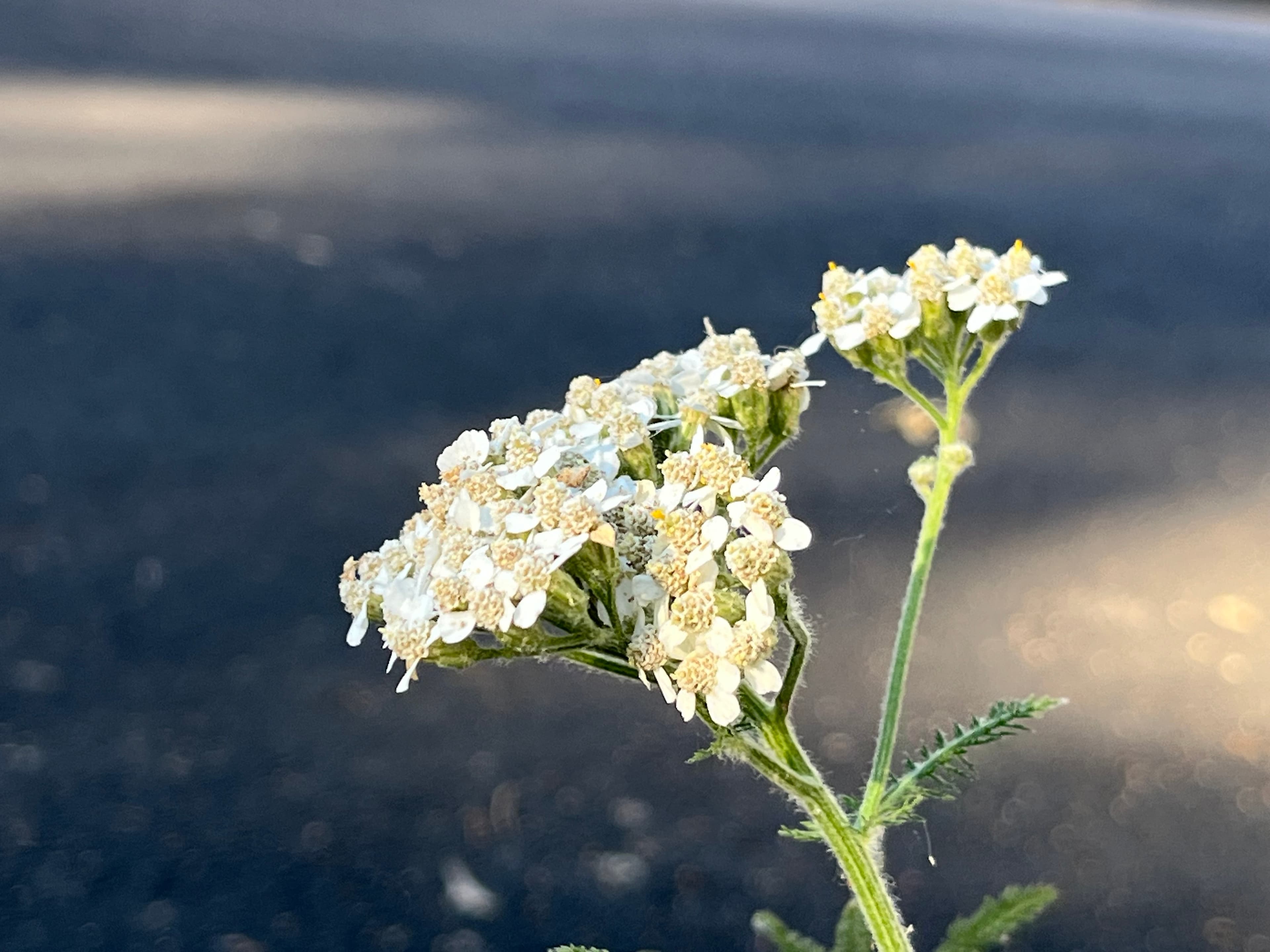 White yarrow